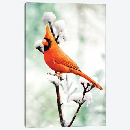 Northern Cardinal On Snowy Branch Canvas Print #LDY24} by Laura D Young Art Print