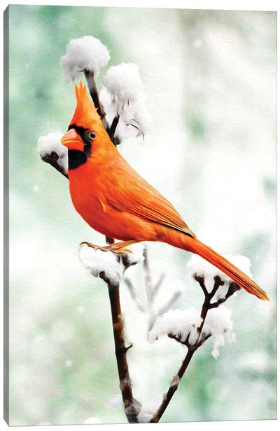 Northern Cardinal On Snowy Branch Canvas Art Print - Laura D Young