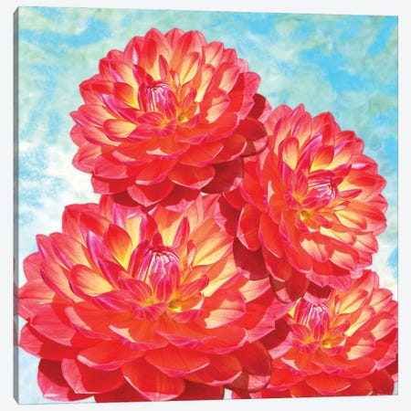 Orange Dahlia Flowers Canvas Print #LDY25} by Laura D Young Art Print