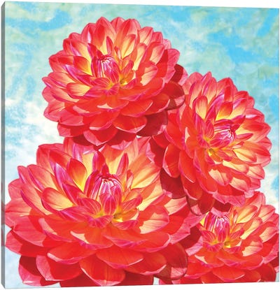 Orange Dahlia Flowers Canvas Art Print - Laura D Young