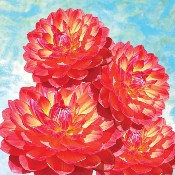 Dahlias: Orange Dahlia Flowers by Laura D Young