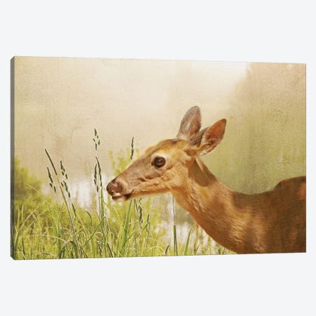 White Tailed Doe In Field Canvas Print #LDY26} by Laura D Young Canvas Art Print