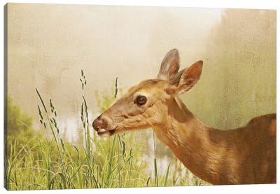 White Tailed Doe In Field Canvas Art Print - Laura D Young