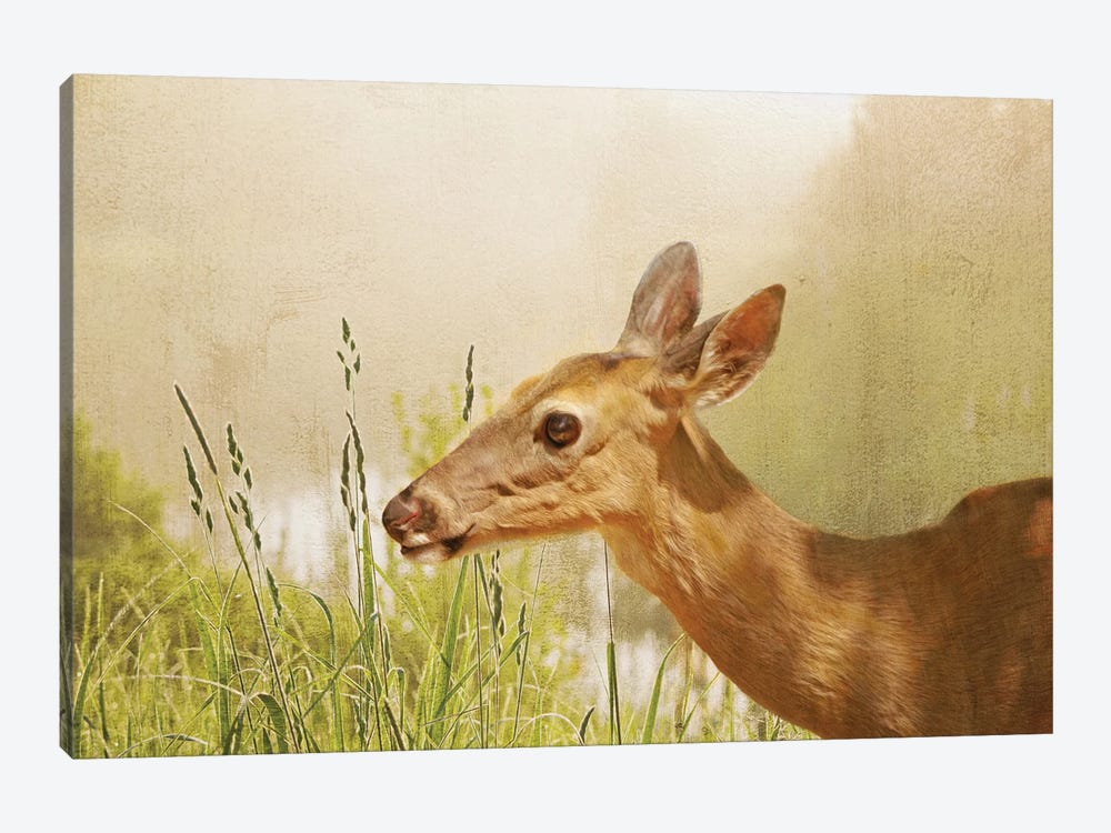 White Tailed Doe In Field by Laura D Young 1-piece Canvas Art Print