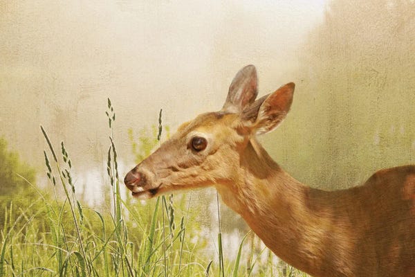 Laura D Young: White Tailed Doe In Field by Laura D Young