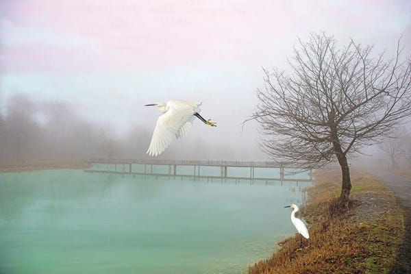 Egrets: Snowy Egrets At Bridge by Laura D Young