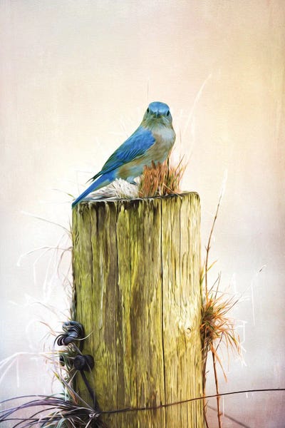 Female Bluebird On Fence Post by Laura D Young art print