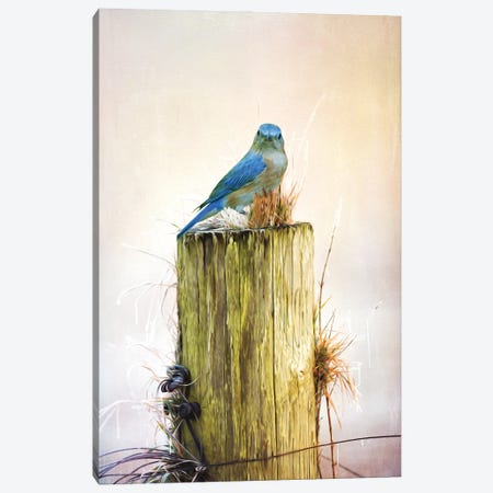 Female Bluebird On Fence Post Canvas Print #LDY28} by Laura D Young Canvas Wall Art