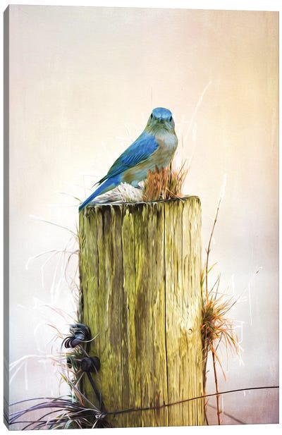 Female Bluebird On Fence Post Canvas Art Print - Laura D Young
