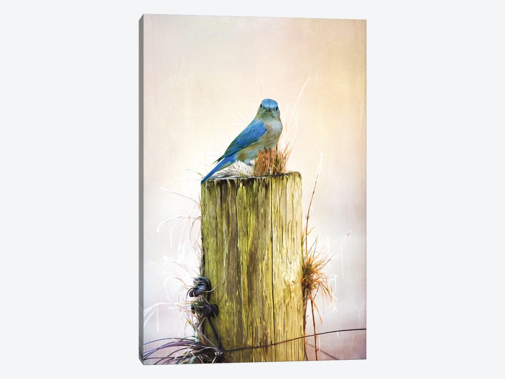Female Bluebird On Fence Post by Laura D Young 1-piece Canvas Art Print