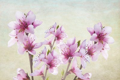 Pink Peach Blossoms by Laura D Young art print