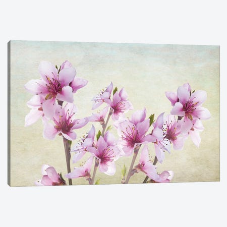 Pink Peach Blossoms Canvas Print #LDY29} by Laura D Young Canvas Wall Art
