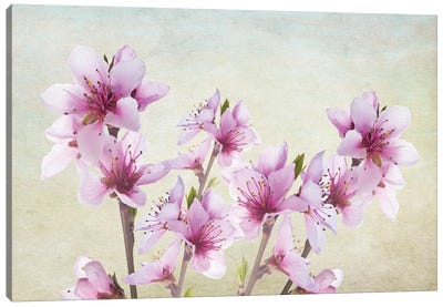 Pink Peach Blossoms Canvas Art Print - Laura D Young