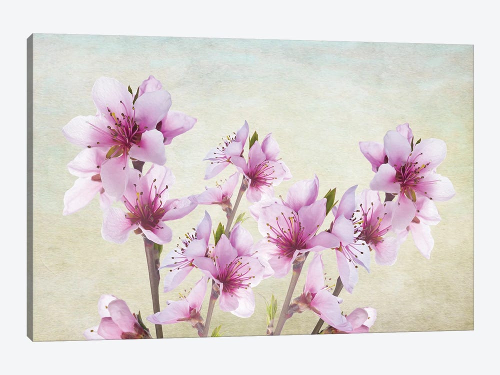 Pink Peach Blossoms by Laura D Young 1-piece Canvas Wall Art