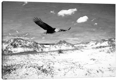 Bald Eagle On Cumberland Island Canvas Art Print - Laura D Young