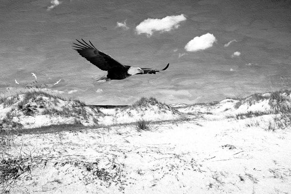 Snowy Mountains: Bald Eagle On Cumberland Island by Laura D Young