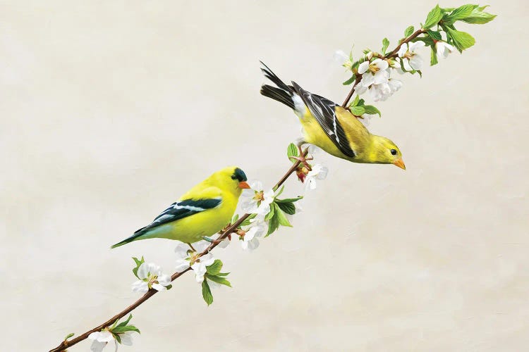 American Goldfinches On Cherry Tree Branch