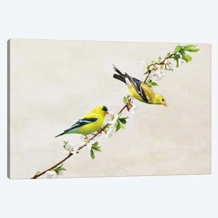 American Goldfinches On Cherry Tree Branch Canvas Print #LDY30} by Laura D Young Art Print