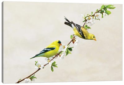 American Goldfinches On Cherry Tree Branch Canvas Art Print - Finch Art