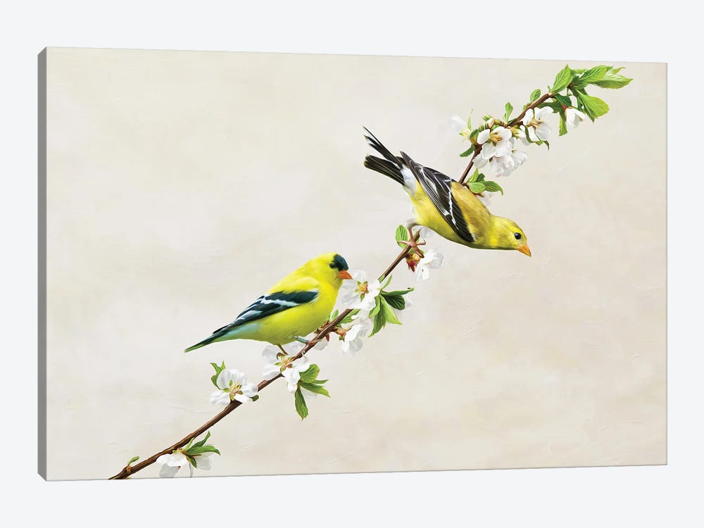 American Goldfinches On Cherry Tree Branch by Laura D Young 1-piece Canvas Art
