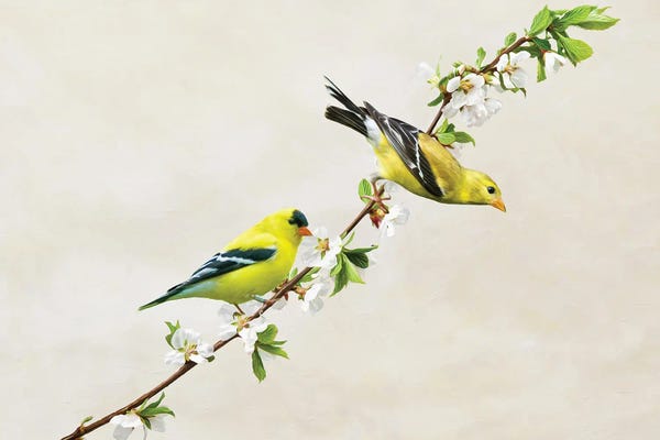 Mesmerizing Digital Artists: American Goldfinches On Cherry Tree Branch by Laura D Young