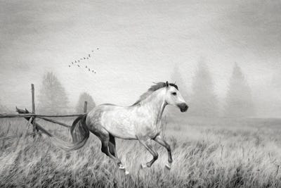 Gray Horse On A Gray Day Bw by Laura D Young canvas print