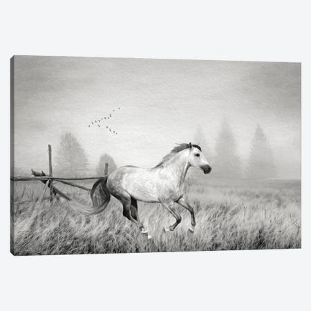 Gray Horse On A Gray Day Bw Canvas Print #LDY31} by Laura D Young Canvas Print