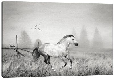 Gray Horse On A Gray Day Bw Canvas Art Print - Laura D Young