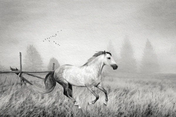 Laura D Young: Gray Horse On A Gray Day Bw by Laura D Young