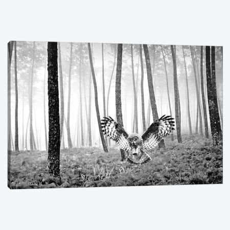 Great Gray Owl In Autumn Bw Canvas Print #LDY33} by Laura D Young Canvas Print