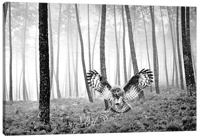 Great Gray Owl In Autumn Bw Canvas Art Print - Laura D Young
