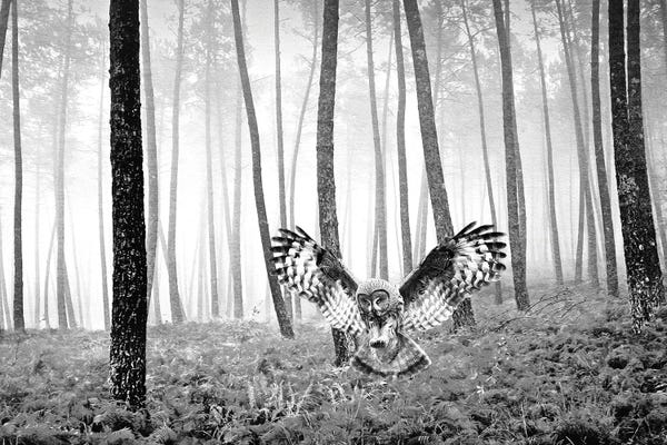 Laura D Young: Great Gray Owl In Autumn Bw by Laura D Young