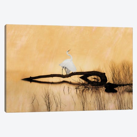 Great White Egret On Golden Pond Canvas Print #LDY35} by Laura D Young Canvas Wall Art