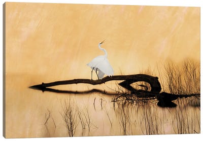 Great White Egret On Golden Pond Canvas Art Print - Egret Art