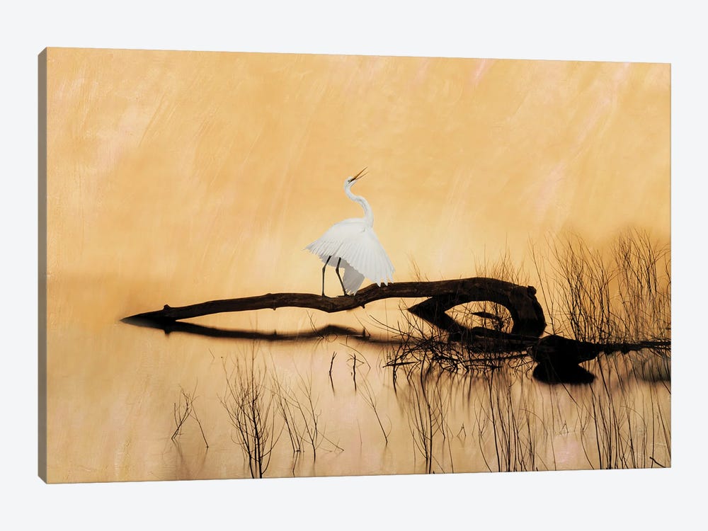 Great White Egret On Golden Pond by Laura D Young 1-piece Canvas Print