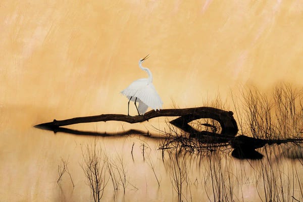 Egrets: Great White Egret On Golden Pond by Laura D Young