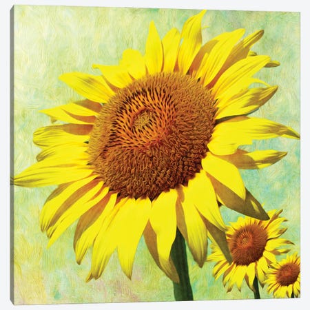 Happy Sunflower Day Canvas Print #LDY36} by Laura D Young Canvas Wall Art