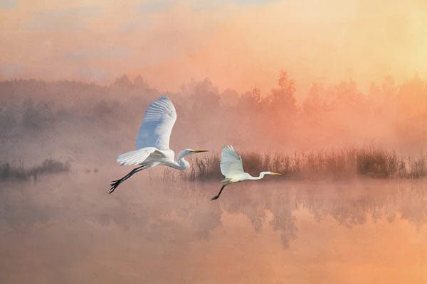 Lake Sunrises & Sunsets: Herons Fly Into The Sunset by Laura D Young