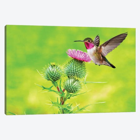 Hummingbird At Pink Thistle Canvas Print #LDY38} by Laura D Young Canvas Art Print