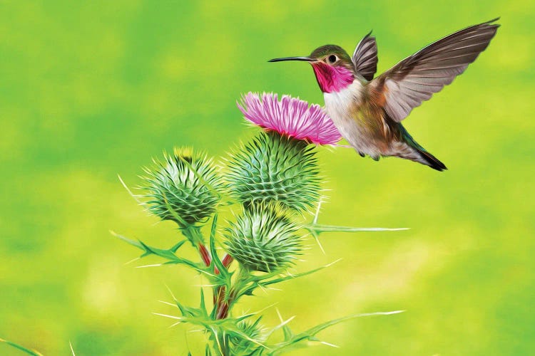 Hummingbird At Pink Thistle