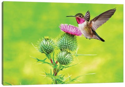 Hummingbird At Pink Thistle Canvas Art Print - Laura D Young