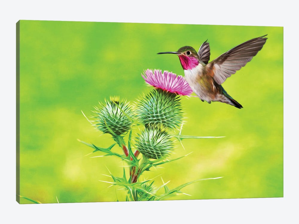 Hummingbird At Pink Thistle by Laura D Young 1-piece Canvas Art