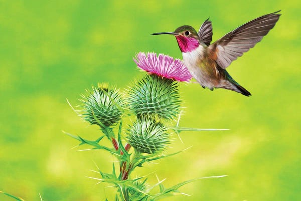 Laura D Young: Hummingbird At Pink Thistle by Laura D Young