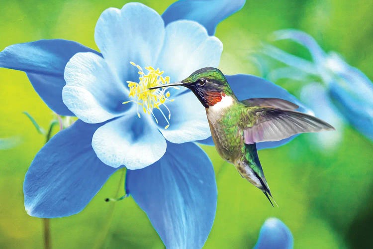 Hummingbird At Blue Columbine by Laura D Young wall art