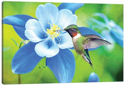 Hummingbird At Blue Columbine Canvas Art Print - Hummingbird Art