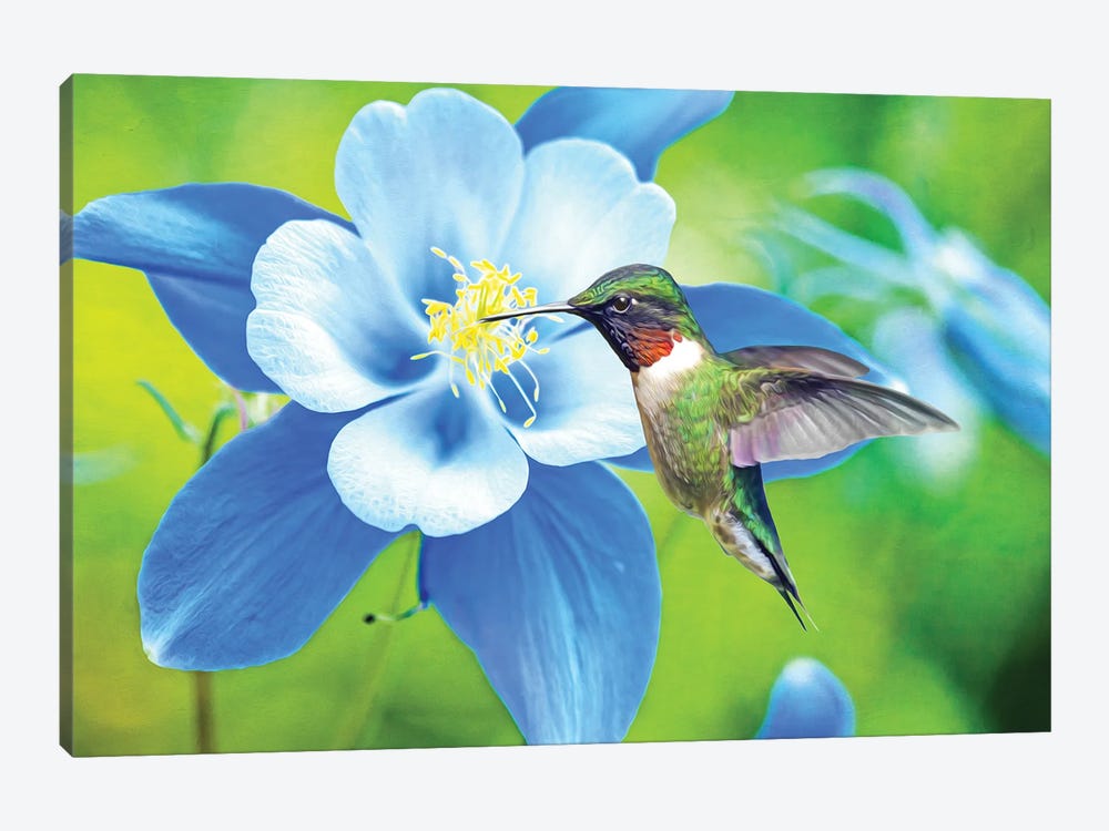 Hummingbird At Blue Columbine by Laura D Young 1-piece Art Print