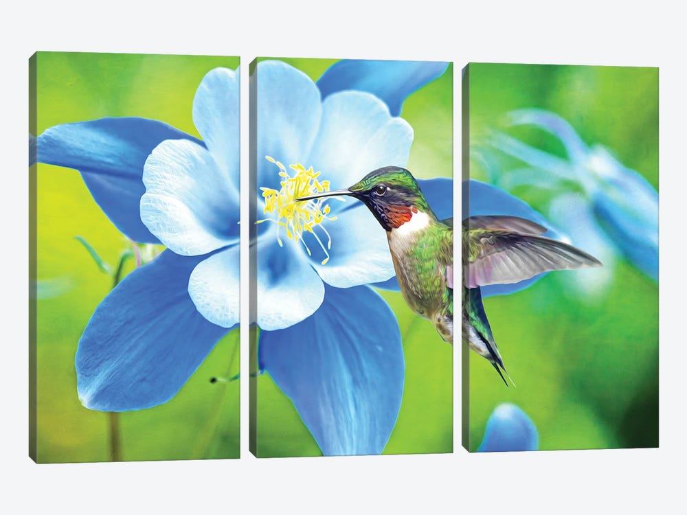 Hummingbird At Blue Columbine by Laura D Young 3-piece Canvas Print