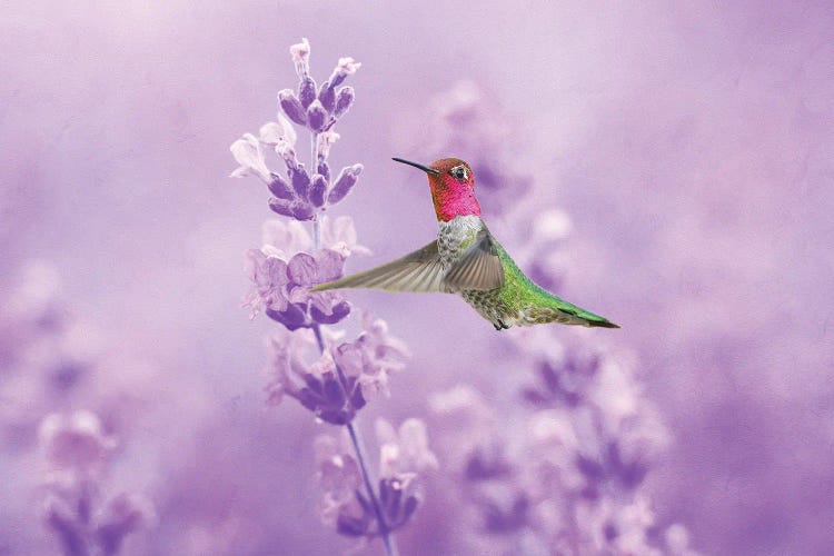 Anna's Hummingbird In Field Of Lavender