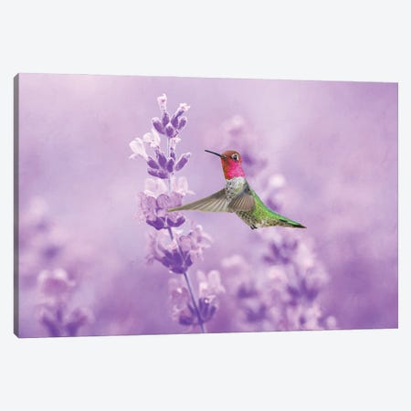 Anna's Hummingbird In Field Of Lavender Canvas Print #LDY3} by Laura D Young Canvas Print
