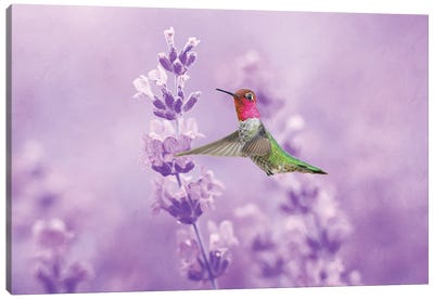 Anna's Hummingbird In Field Of Lavender Canvas Art Print - Laura D Young